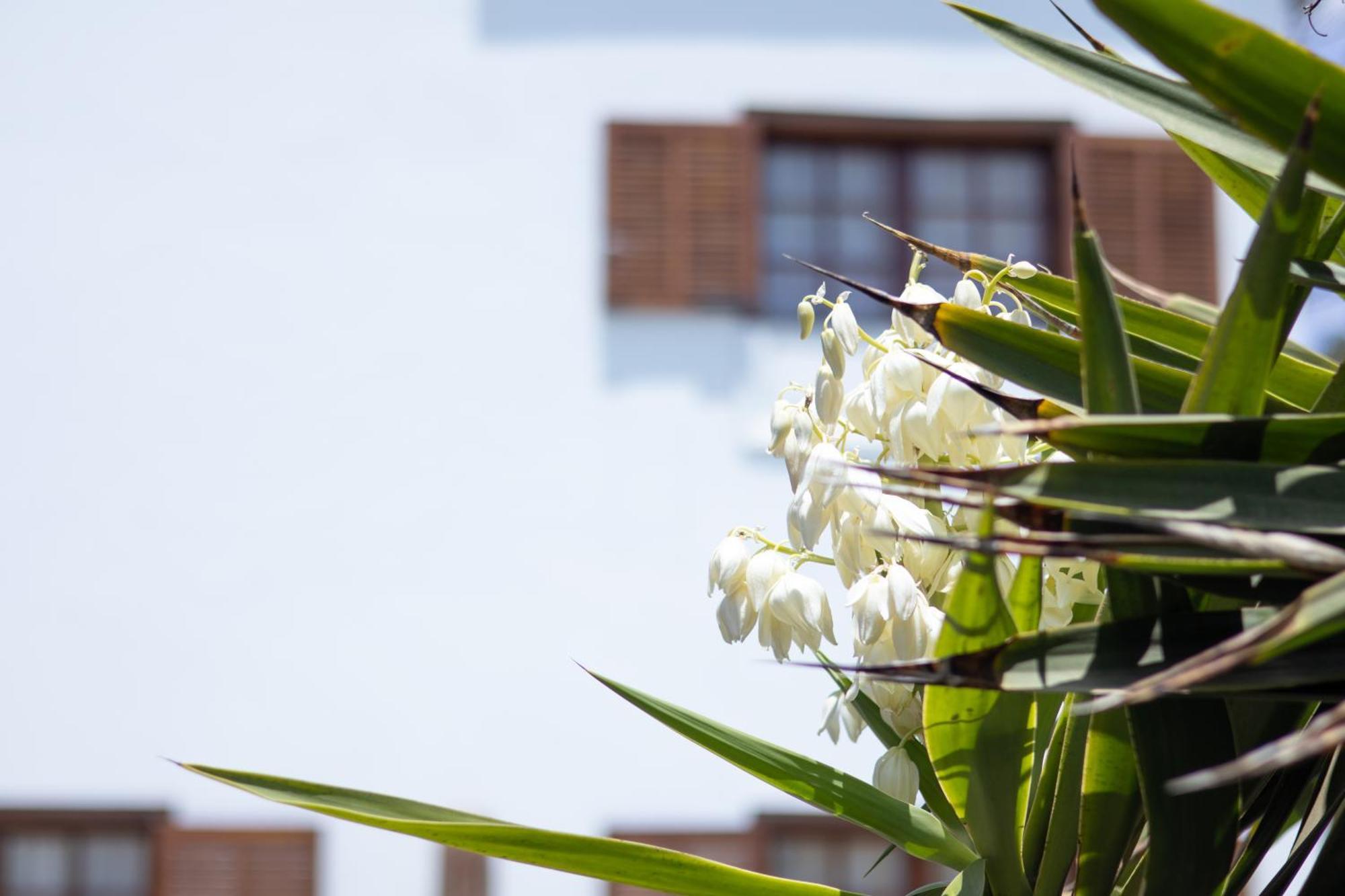 Villa Iseo Playa Blanca  Exterior photo